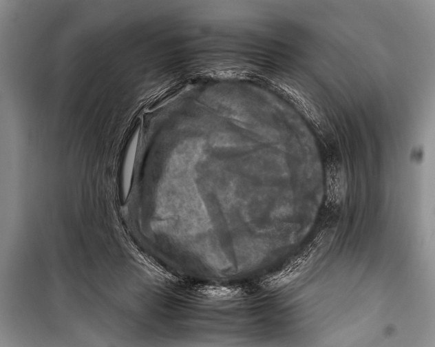 X0000098190453200805151209