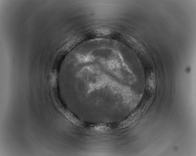 X0000098190468200805151209