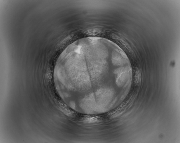 X0000098190569200805151208