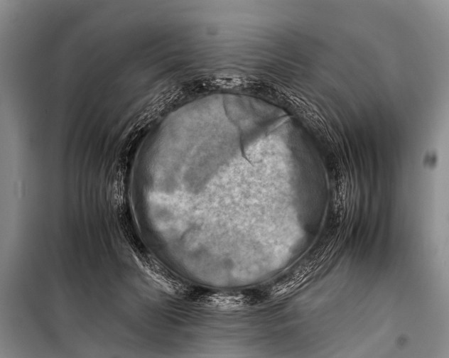 X0000098190606200805151207