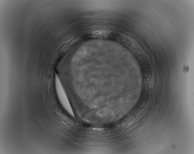 X0000098190649200805151206