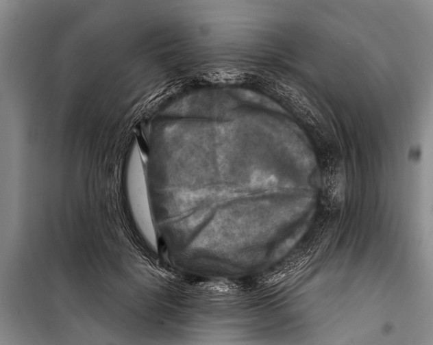 X0000098190652200805151206