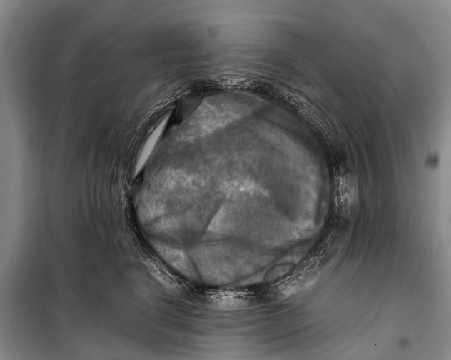 X0000098190664200805151206