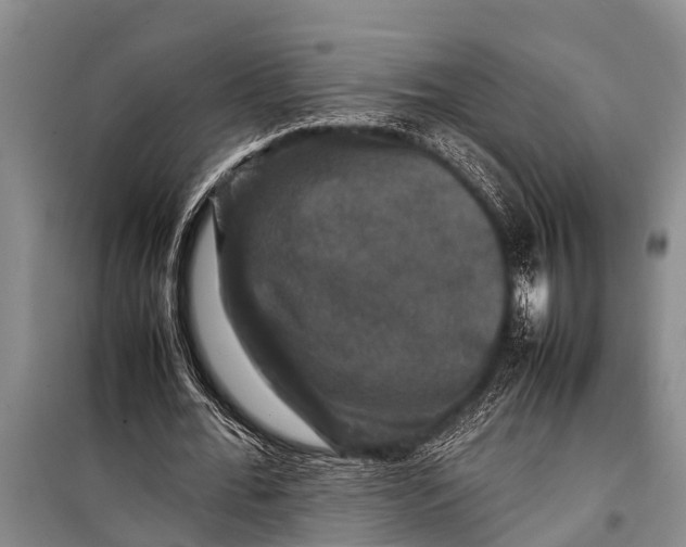 X0000098190676200805151205