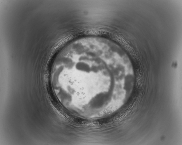 X0000098190683200805151205