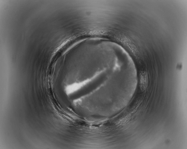 X0000098190684200805151205