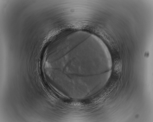 X0000098190685200805151205