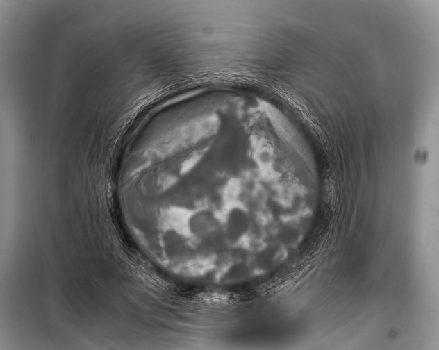 X0000098190687200805151205