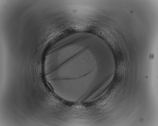 X0000098190689200805151205