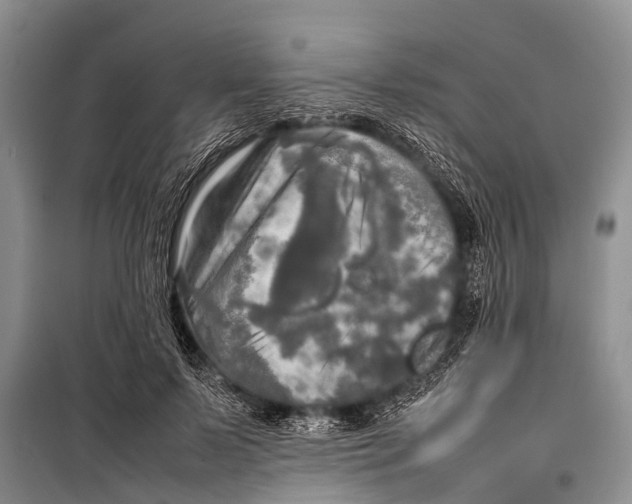 X0000098190695200805151205