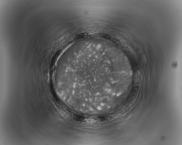 X0000098190703200805151205