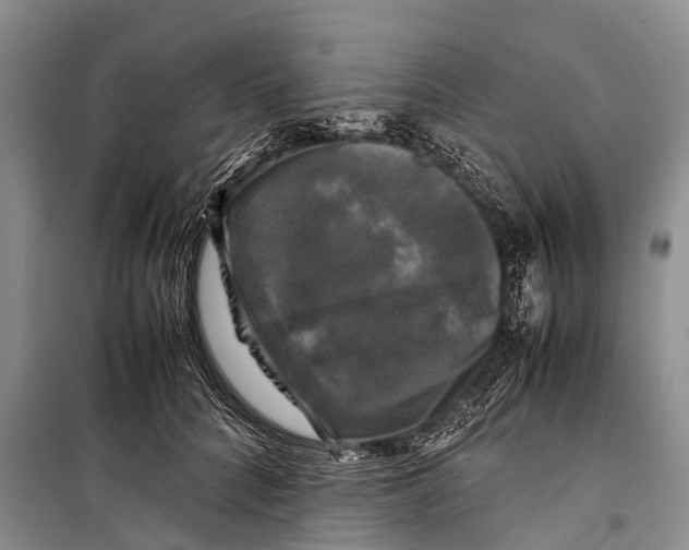 X0000098190704200805151205