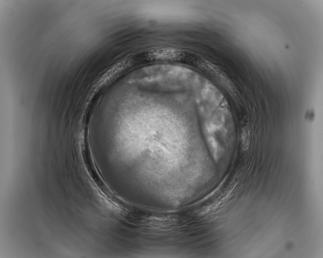 X0000098190725200805151204