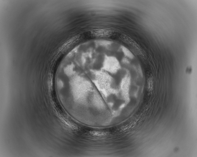 X0000098190733200805151204