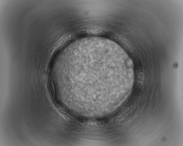 X0000098190738200805151204