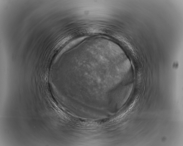 X0000098190785200805151204