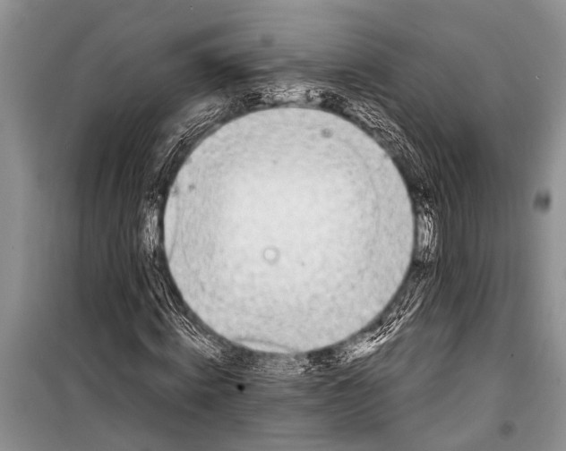 X0000098190820200805151203