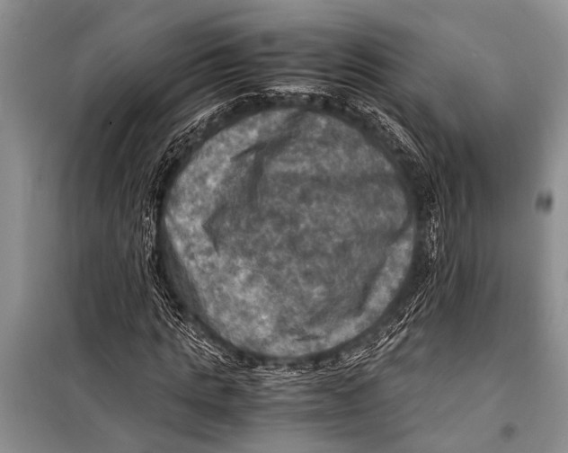 X0000098190821200805151203