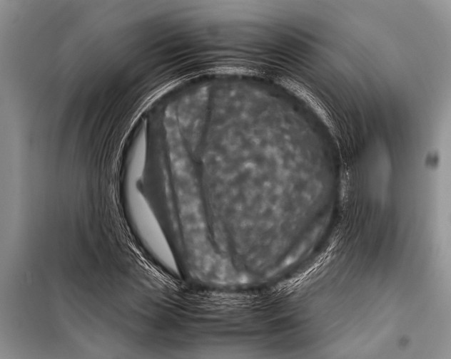 X0000098190829200805151203