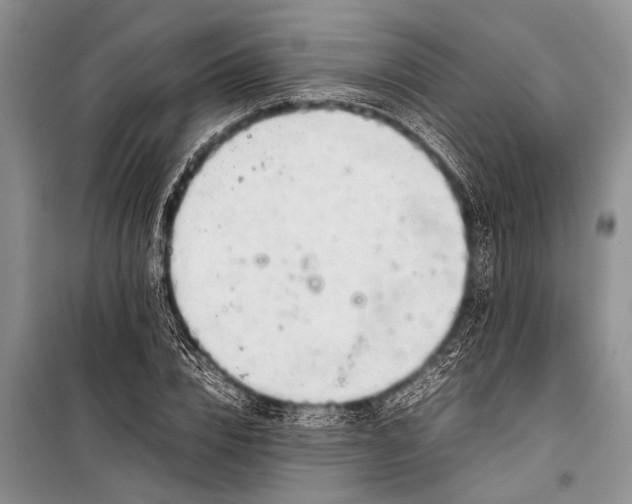 X0000098190832200805151203