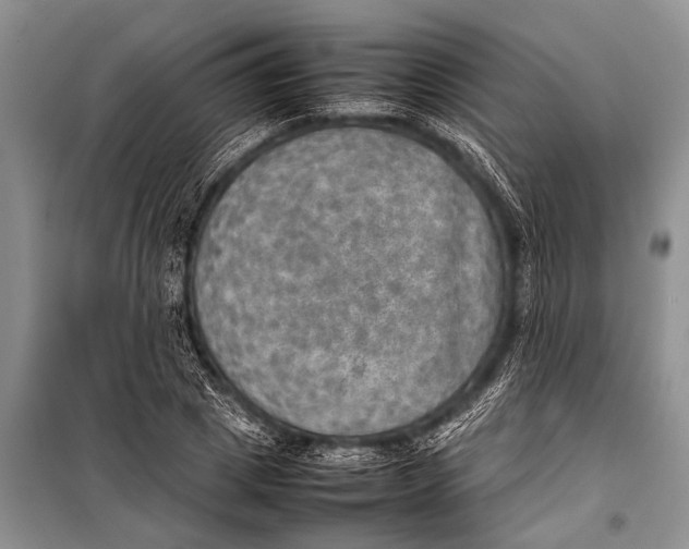 X0000098190833200805151203