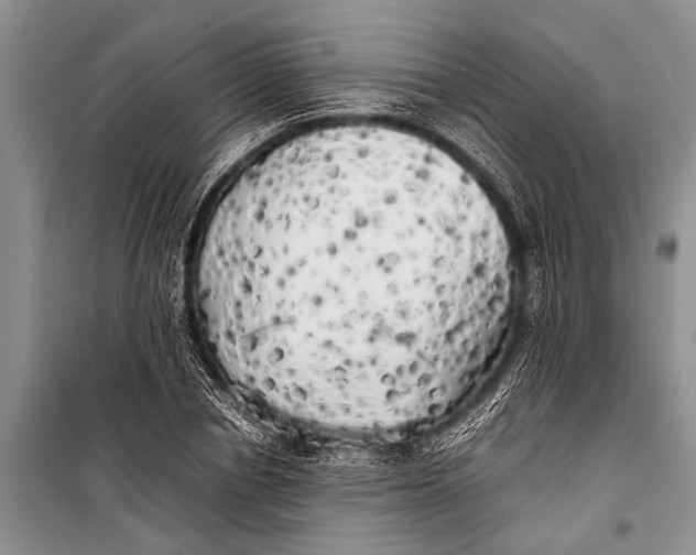 X0000098190834200805151203