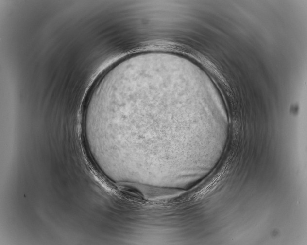 X0000098190846200805151203