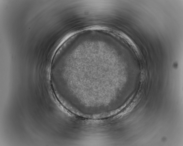 X0000098190860200805151203