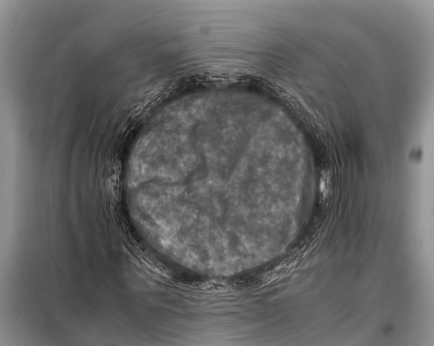 X0000098190867200805151202