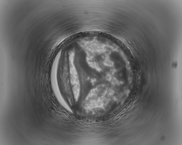 X0000098190871200805151202