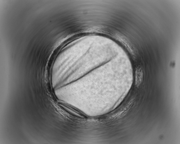 X0000098190876200805151202