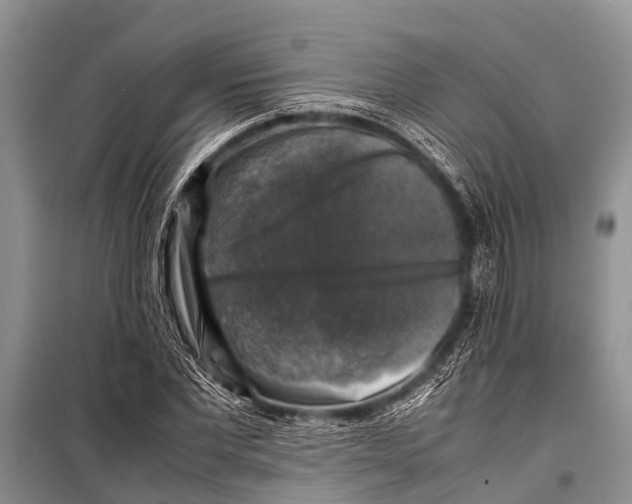 X0000098190877200805151202