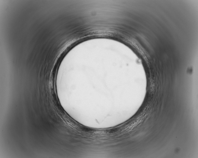 X0000098190883200805151202