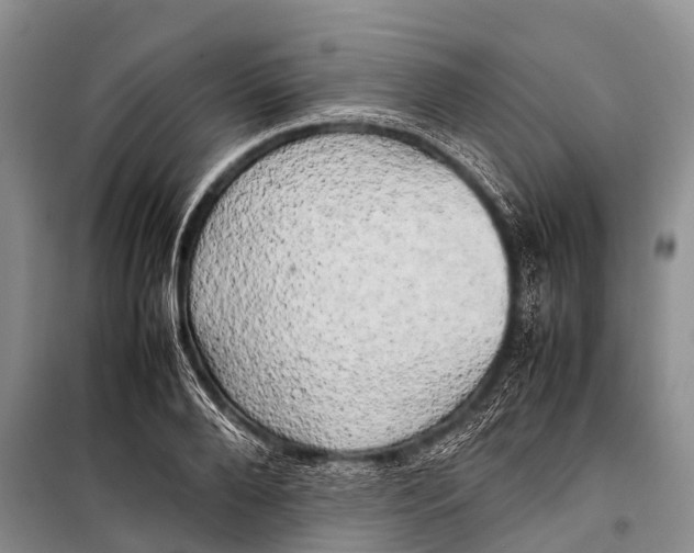 X0000098190888200805151202