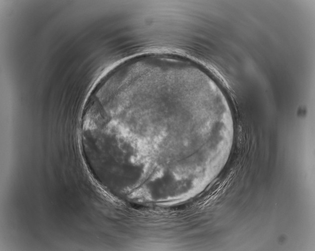 X0000098190895200805151202