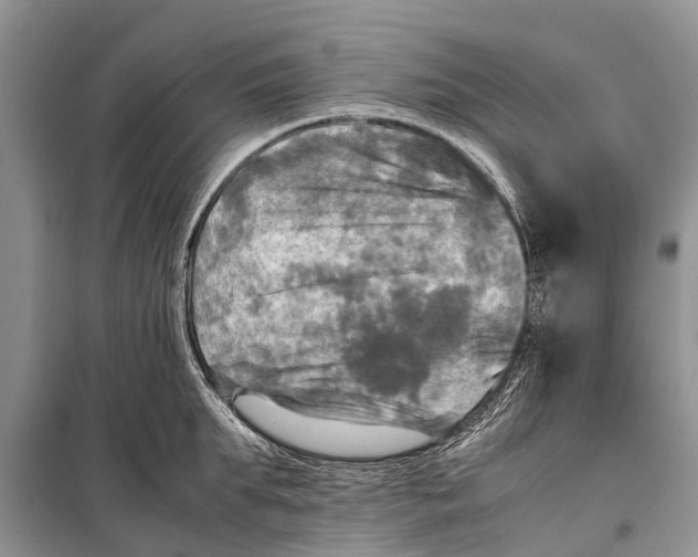 X0000098190903200805151202