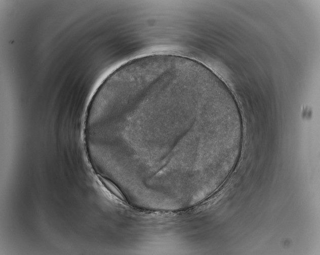 X0000098190912200805151202