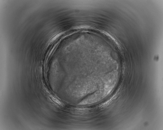 X0000098190921200805151201