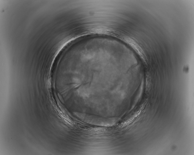 X0000098190924200805151201