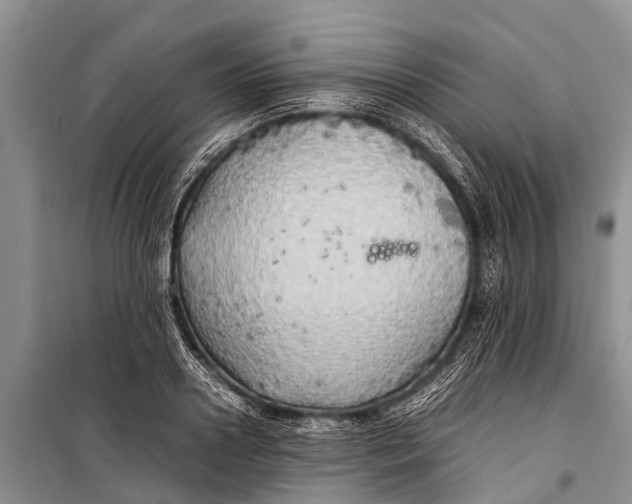 X0000098190938200805151201