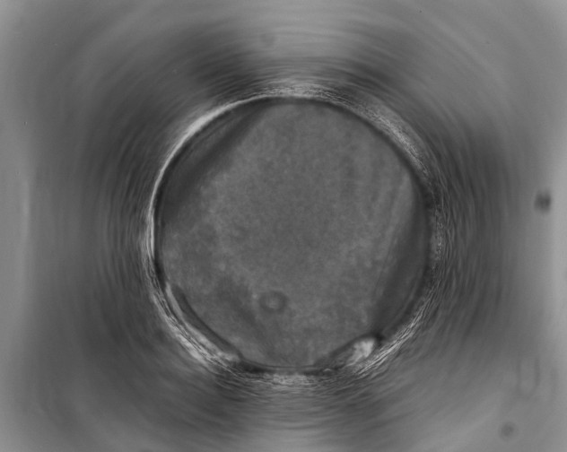 X0000098190940200805151201