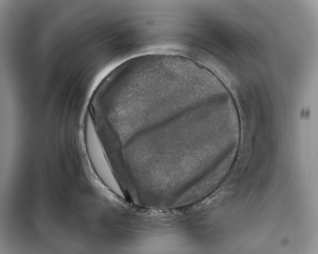 X0000098190960200805151202