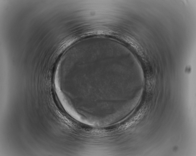 X0000098190977200805151201