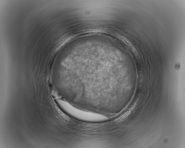 X0000098190985200805151201