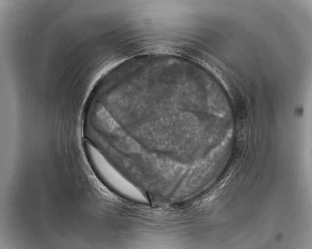 X0000098190987200805151201