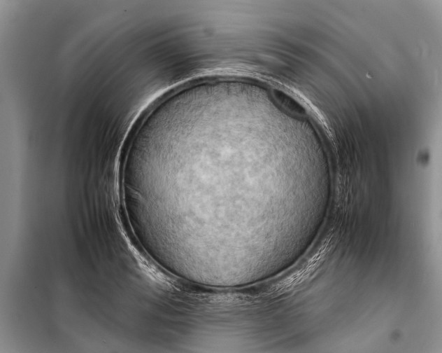 X0000098190988200805151201