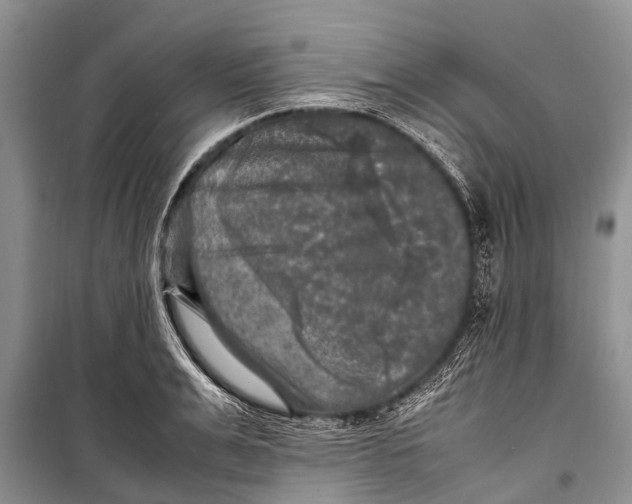 X0000098190991200805151201