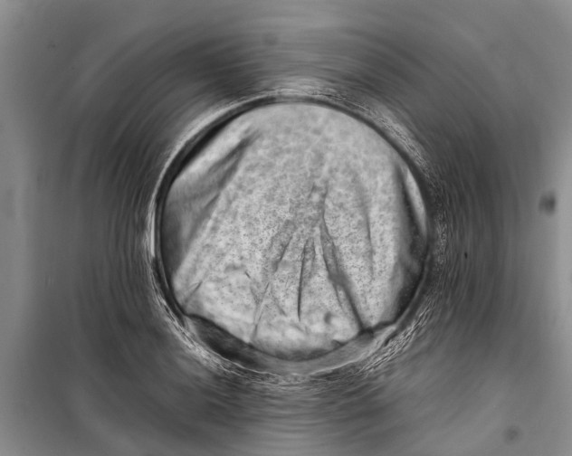 X0000098191036200805151200