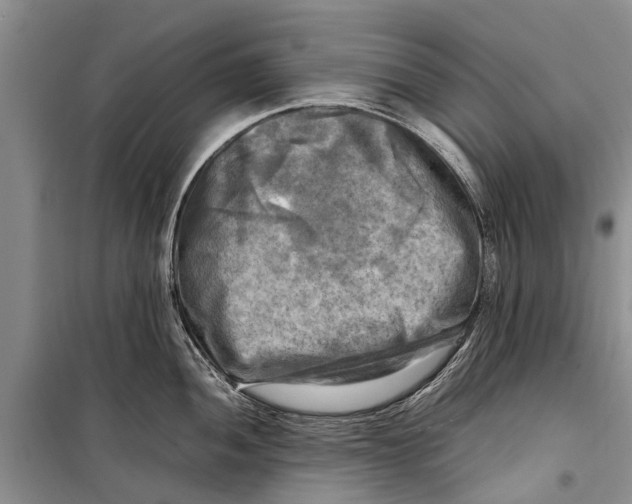X0000098191052200805151200