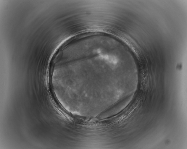 X0000098191076200805151159